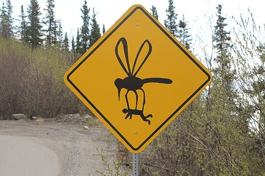 пътен знак гигандски комар